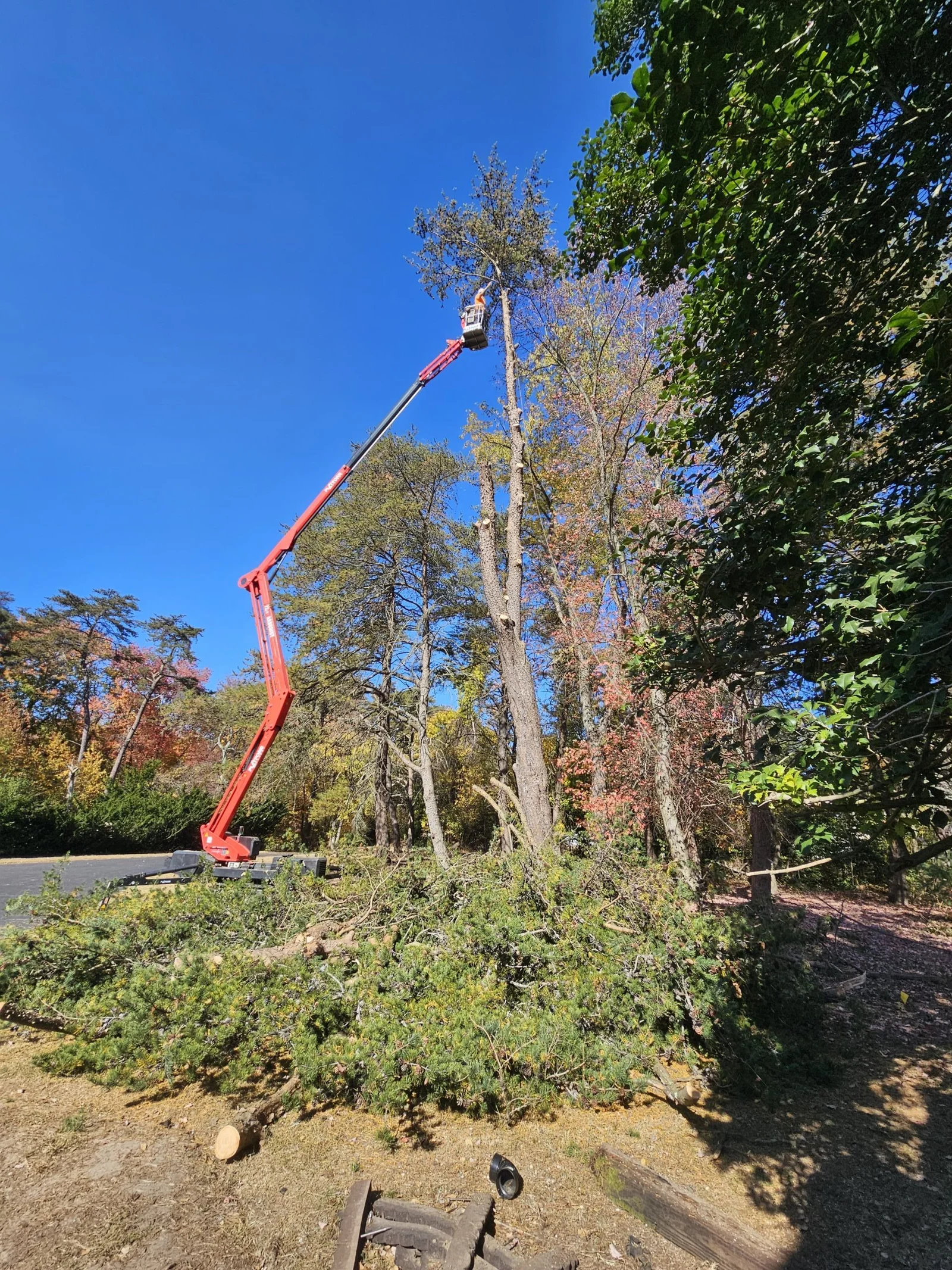 FT Tree Service completed job 7 in South Jersey