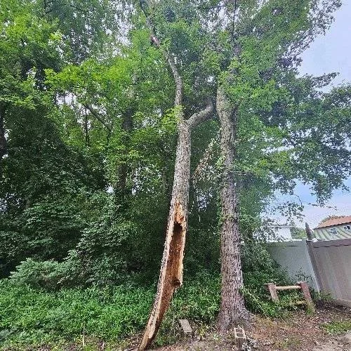 Tree Removal & Trimming in South Jersey by FT Tree Service