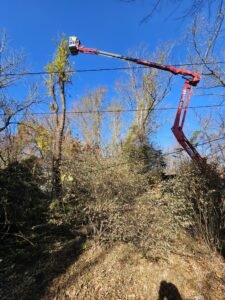 Tree Cutting