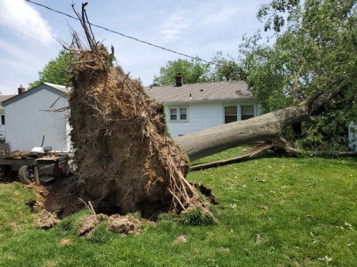 storm damage tree fals