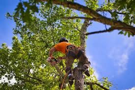 Tree trimmer in orange shirt climbing tree for maintenance and pruning in New Jersey.