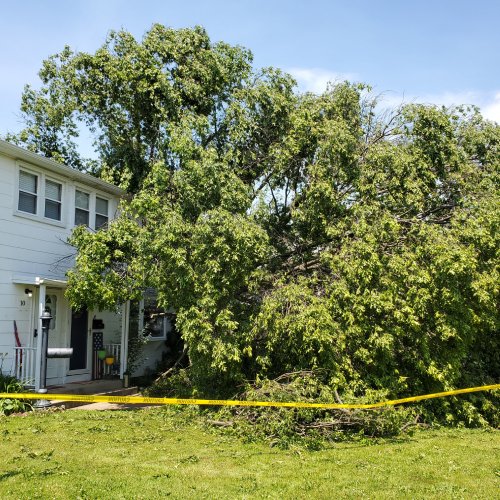 Tree is damage