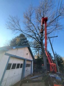 Recent tree removal project by Ft Tree Services showcasing expertise in tree care in Gloucester County, NJ.
