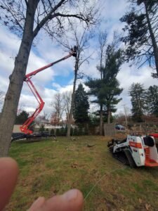 Tree removal project by Ft Tree Services in Gloucester, NJ highlighting expertise and quality workmanship.