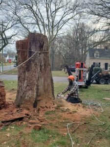 Tree removal project by Ft Tree Services in Gloucester, NJ, highlighting their tree care expertise.