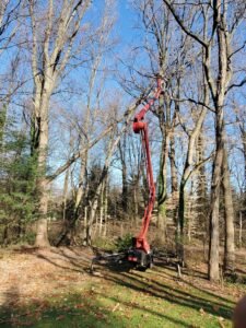 Ft Tree Services tree removal in Gloucester, NJ, highlighting their expertise.