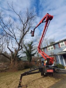 Recent tree removal project by Ft Tree Services showcasing expertise in tree care in Gloucester County, NJ.