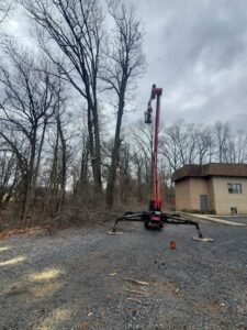 Ft Tree Services completed tree removal, showcasing expertise in tree care in Gloucester County, NJ.