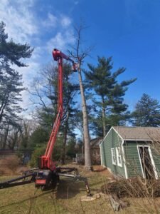 Tree removal project by Ft Tree Services in Gloucester, NJ, showcasing their expert tree care services and commitment to q
