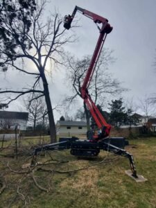 Ft Tree Services project showcasing tree removal and stump grinding in Gloucester, NJ, highlighting expert tree care.