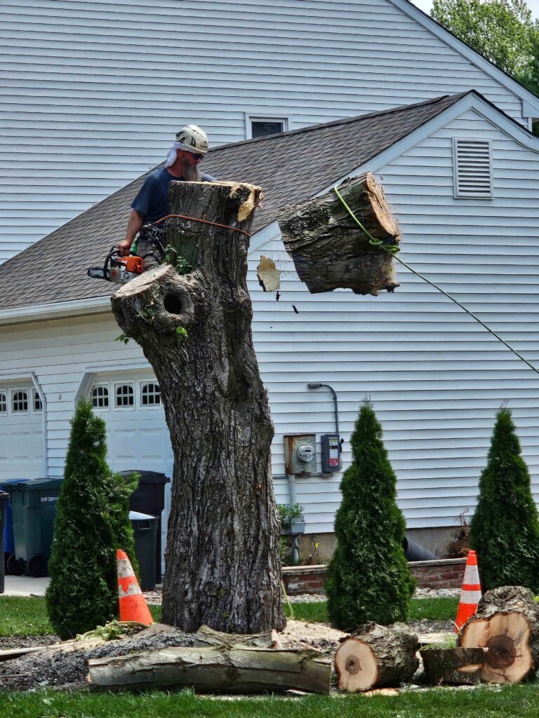 FT Tree Service professional removing a hazardous tree in Gloucester County, NJ, ensuring safe and efficient tree removal.