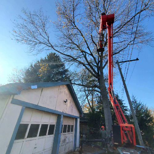 Lot clearing service by FT Tree Service, showcasing tree removal and site preparation in Gloucester County, NJ.