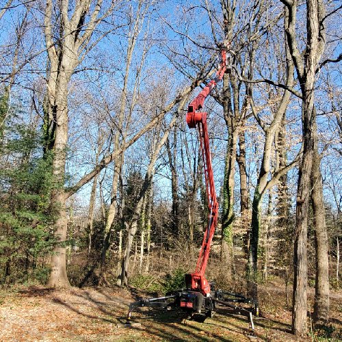 tree trimming, services