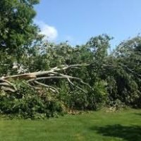 Fallen tree branches and debris in a green yard, illustrating storm damage cleanup services offered by FT Tree Service in South Jersey.