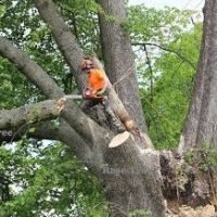 Tree service professional in orange safety gear using chainsaw to remove large branch from tree, highlighting expert tree removal services in South Jersey.