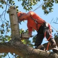 Arborist in safety gear using a chainsaw to cut a tree branch, emphasizing professional tree removal services in South Jersey.