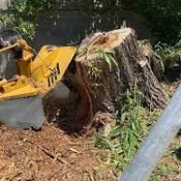 Stump grinding equipment removing a large tree stump with wood chips and debris on the ground, emphasizing professional stump removal services in Gloucester and Camden Counties.
